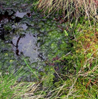 Zaujalo nás. Rašelinářství